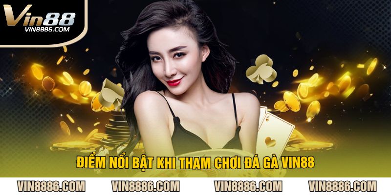 Điểm nổi bật khi tham chơi đá gà VIN88