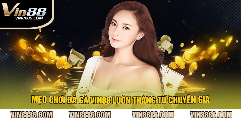 Mẹo chơi đá gà VIN88 luôn thắng từ chuyên gia