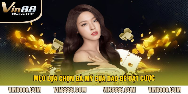 Mẹo lựa chọn gà mỹ cựa dao để đặt cược